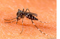 11 Căn bệnh nguy hiểm do muỗi gây ra