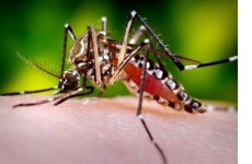Nguyên nhân và cách phòng tránh sốt xuất huyết từ muỗi