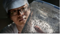 Diệt Muỗi Bằng Cách Nuôi Thật Nhiều Muỗi Ở Singapore